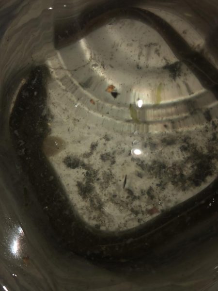 コウモリアタック