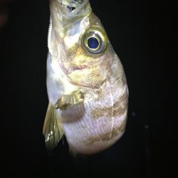 たかたかの釣り日記