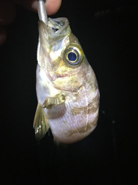 たかたかの釣り日記