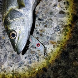 8か月ぶりのシーバスは爆釣でした