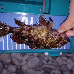 穴釣り、フロートリグ