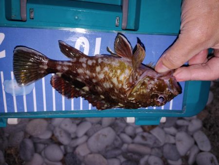 穴釣り、フロートリグ