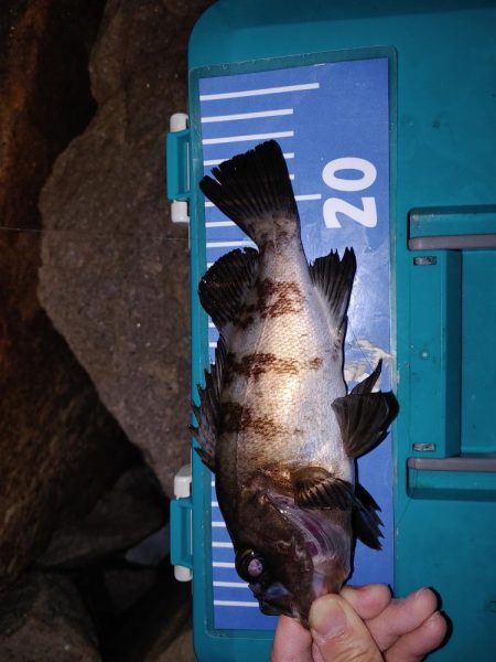 ストップアンドゴーでガシラ、メバル