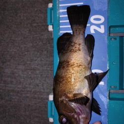 おさえでジグ単、フロート