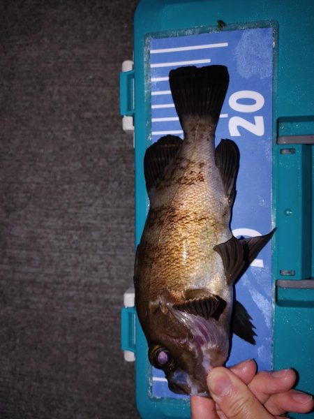 おさえでジグ単、フロート