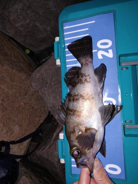 ストップアンドゴー！