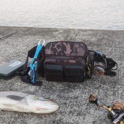 ウツボとアカカサゴとスレまくったスズキさん