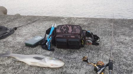 ウツボとアカカサゴとスレまくったスズキさん