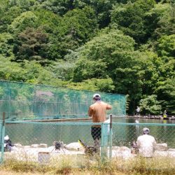 千早川マス釣り場でエリアフィッシング