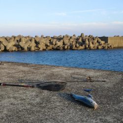 跳ねてるのはスズキなのに何故かブリ釣れたｗ