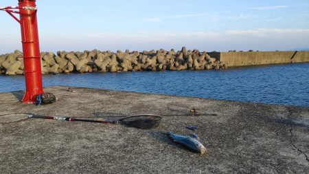跳ねてるのはスズキなのに何故かブリ釣れたｗ
