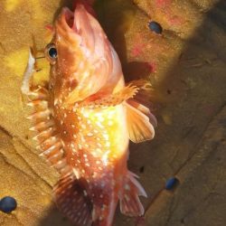 巻き巻きネギング