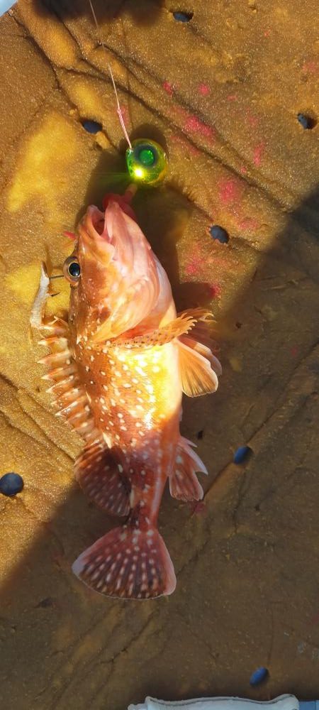 巻き巻きネギング