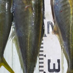 余裕の尺オーバー