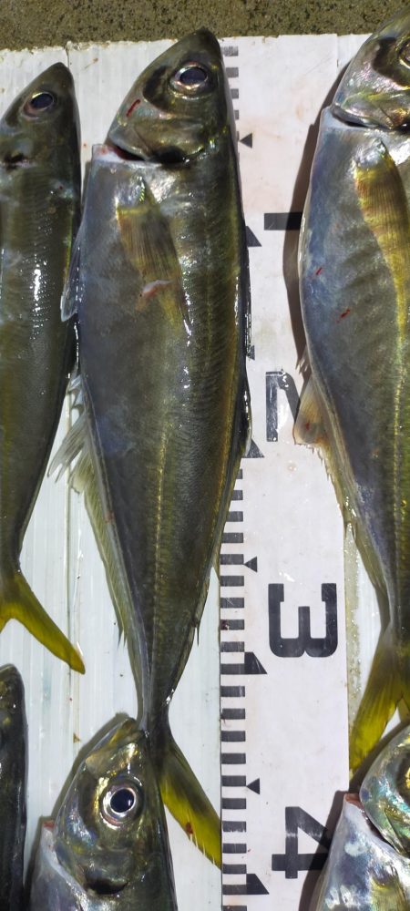 余裕の尺オーバー