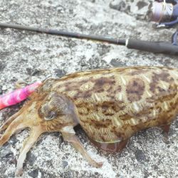 コウイカばかり