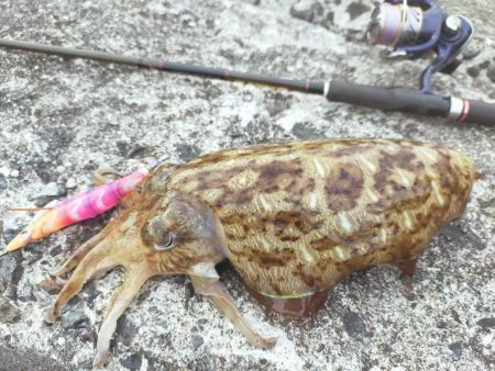 コウイカばかり