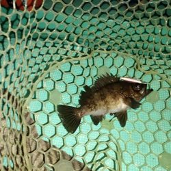 ３度目のボートメバルも爆釣！