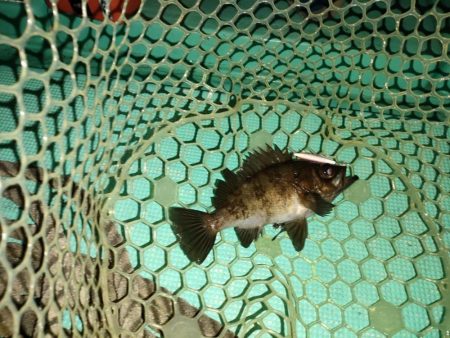 ３度目のボートメバルも爆釣！