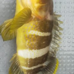 多魚種