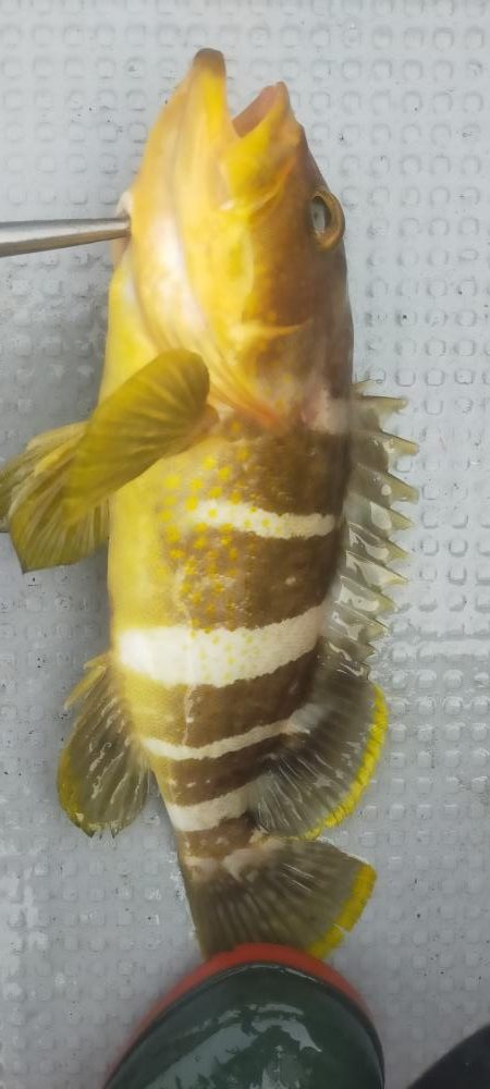 多魚種