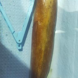 シロイカ調査 大剣ゲット