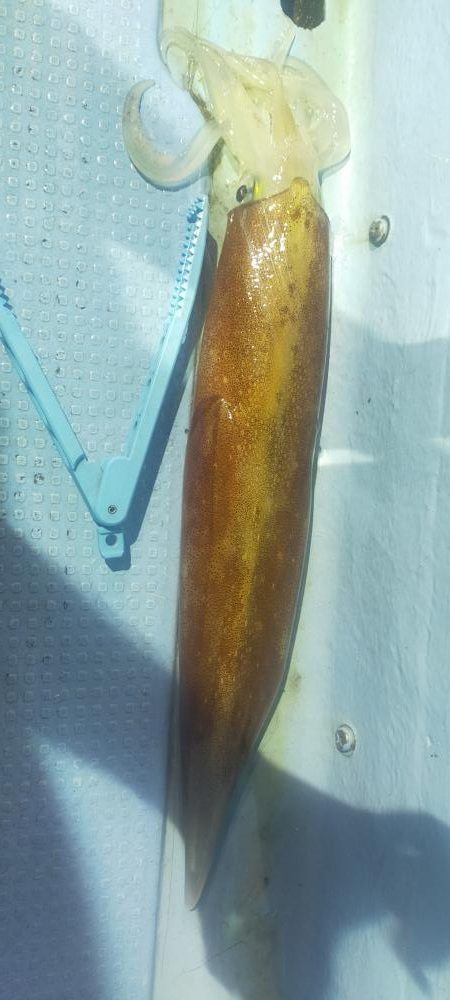 シロイカ調査 大剣ゲット