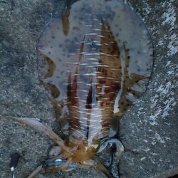 #アオリイカ2Kgアップ