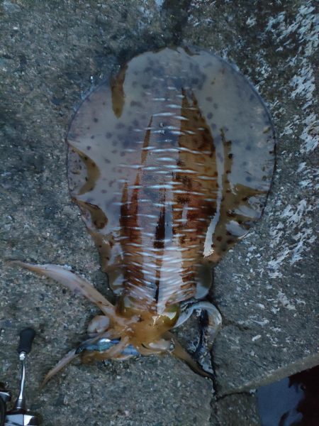 #アオリイカ2Kgアップ