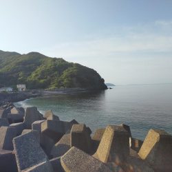 今日もコウイカ