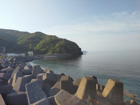 今日もコウイカ