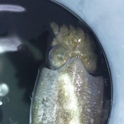 最後にラッシュ