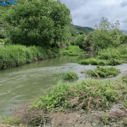 今年初マルスズキ