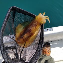 今期初ボートエギング