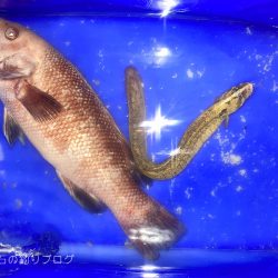 当たったブラクリでカンダイゲット!