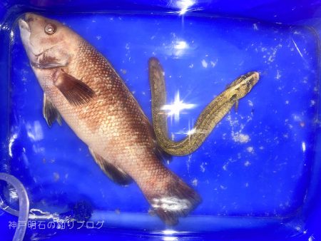 当たったブラクリでカンダイゲット!