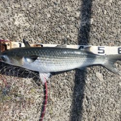 グレ＆メバル！