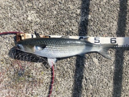 グレ＆メバル！