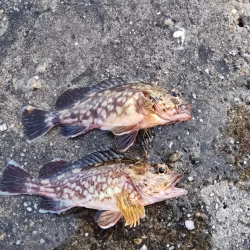 ライトワインドでガシラゲーム