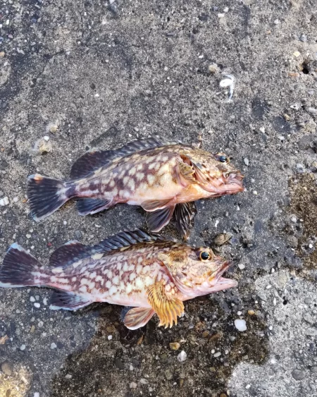 ライトワインドでガシラゲーム