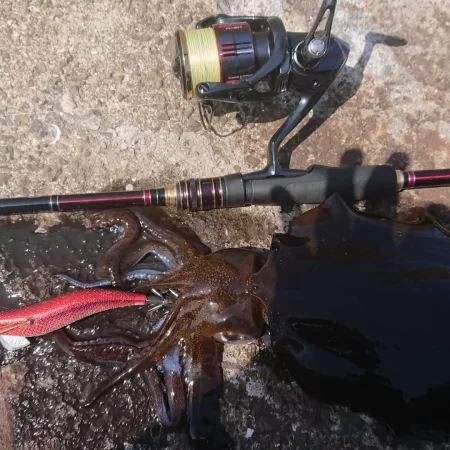 (対馬)墨族釣果投稿③