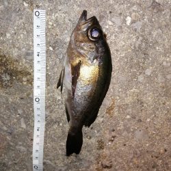 サイズはさておき嬉しいアジ