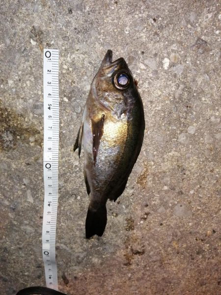 サイズはさておき嬉しいアジ