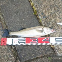 ウェーディング