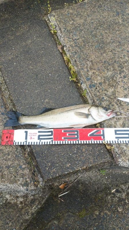 ウェーディング