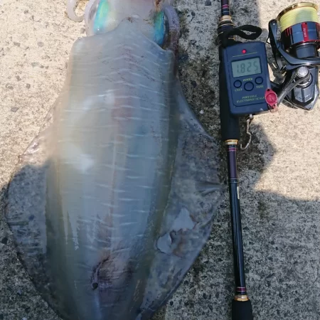 (対馬)墨族釣果投稿