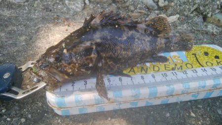 楽しい(^^)キビレ