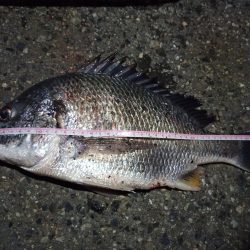 2022/05/04 南港ライトゲーム釣行