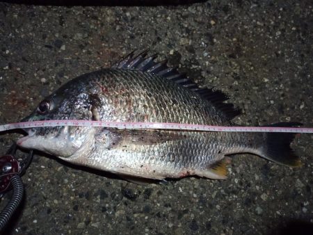 2022/05/04 南港ライトゲーム釣行