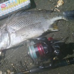 謎の巨大魚(^^)正体はエイ